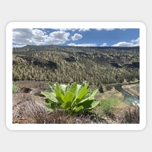 Woolly Mullien on the Sagebrush Juniper Steppe High desert Sticker